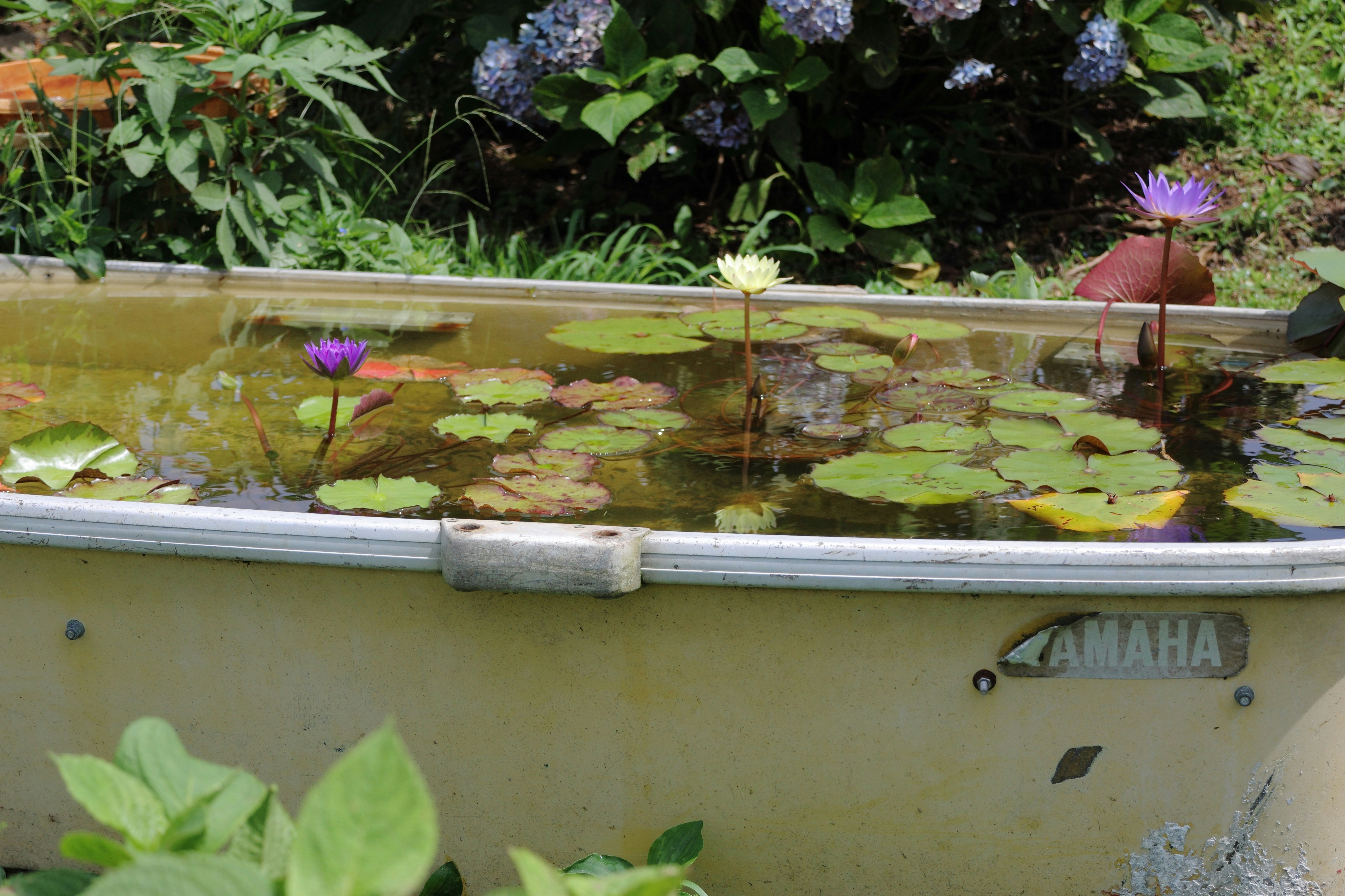 小さな池の水面に浮かぶ睡蓮と紫の花のある庭