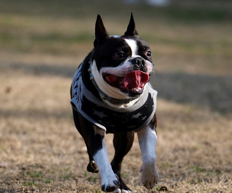 Un chien courant sur l’herbe avec une balle dans la gueule