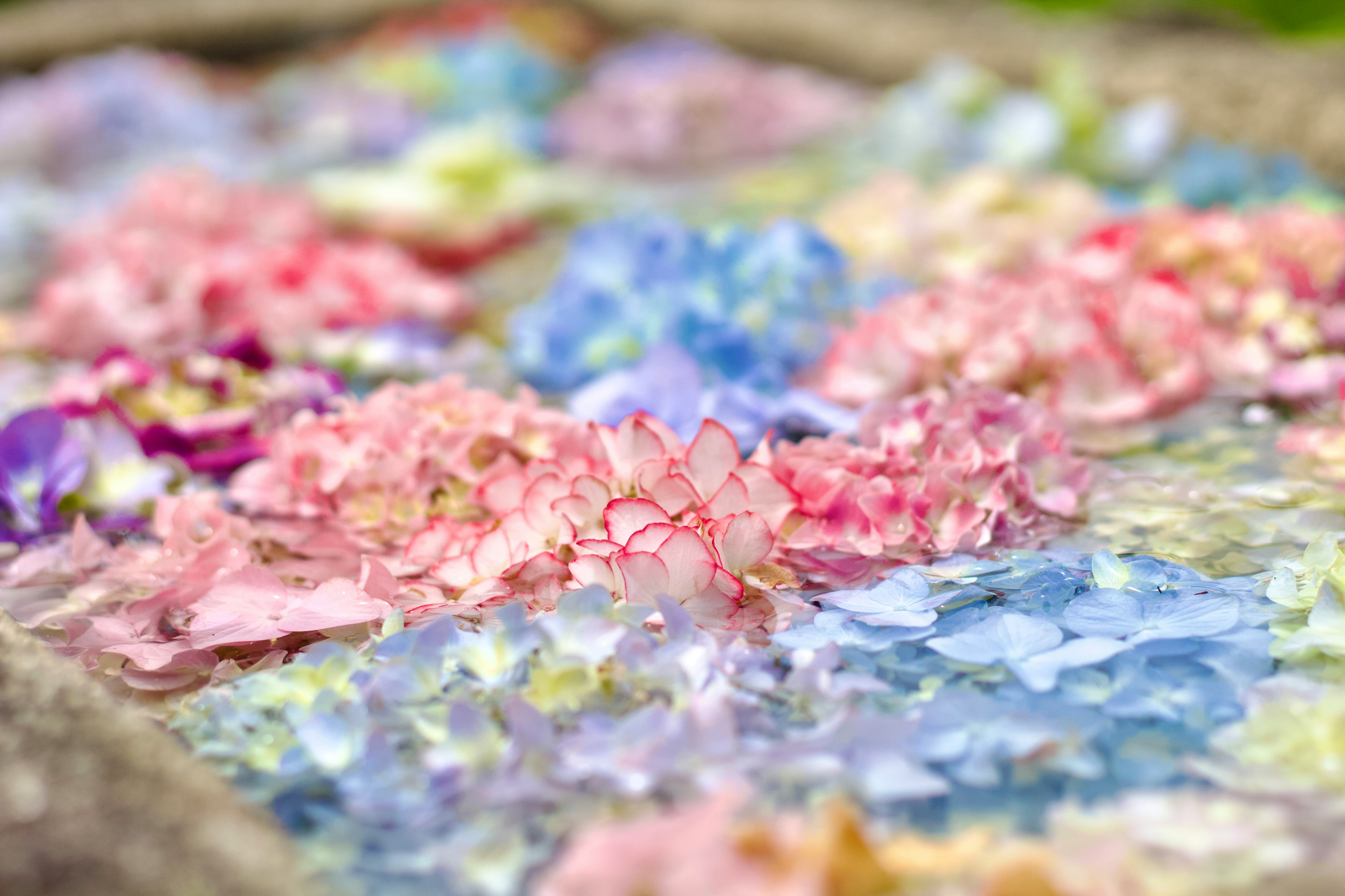 花びらが敷き詰められた色鮮やかな花床