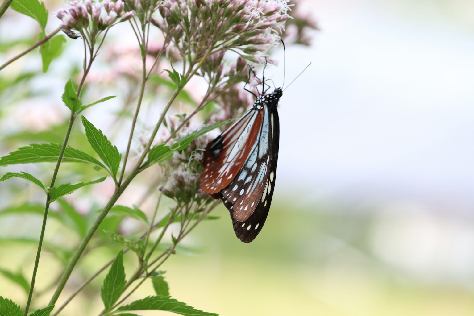 A beautiful butterfly resting on flowers