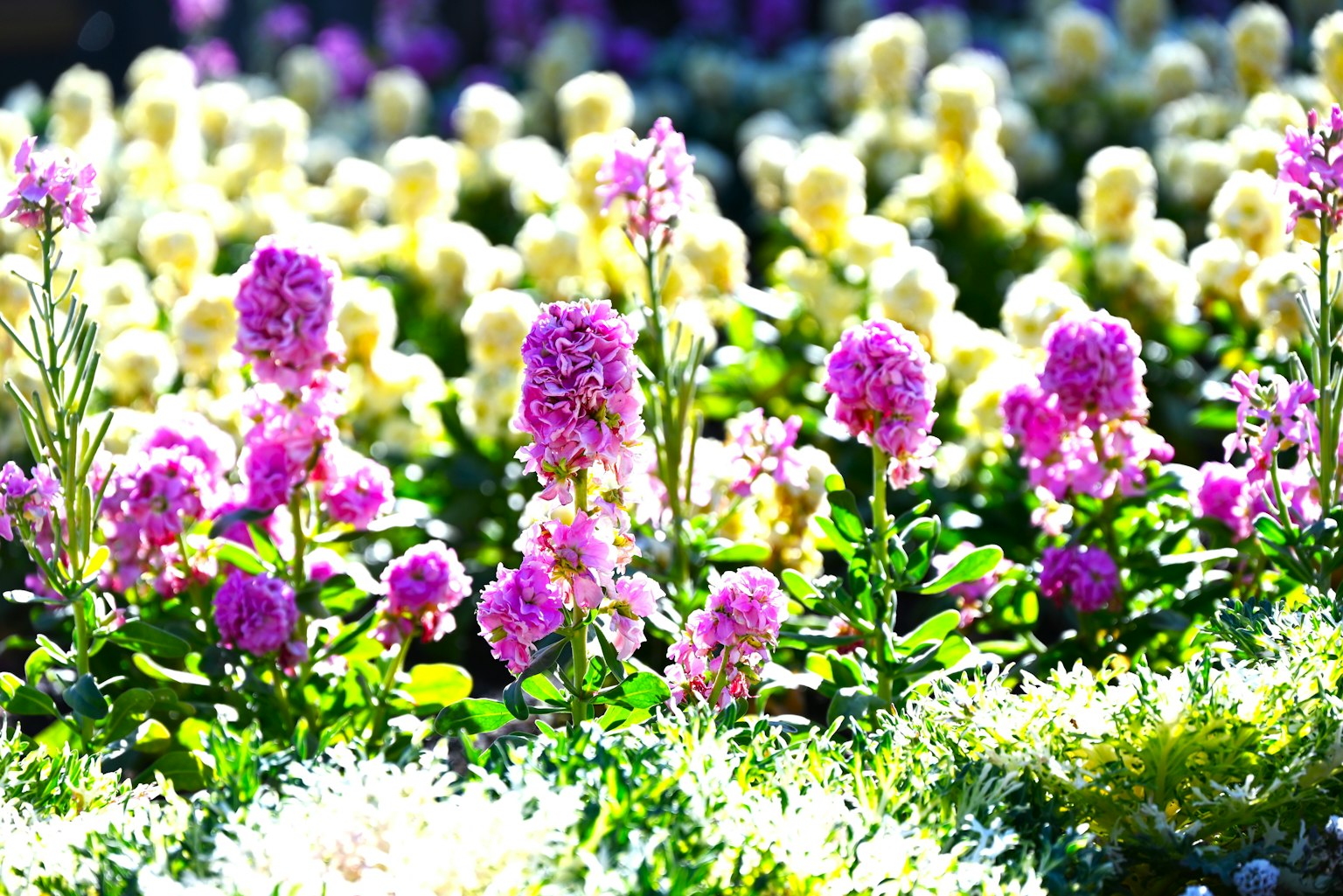 Bunte Gartenszene mit blühenden rosa und weißen Blumen