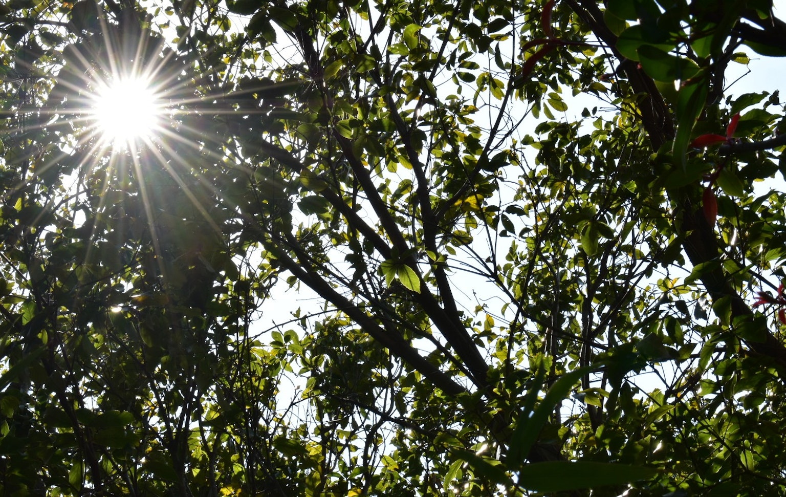 Luce del sole che filtra tra foglie verdi e rami di alberi