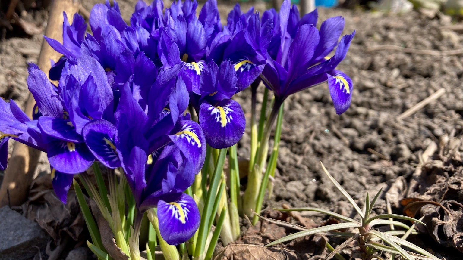A cluster of vibrant purple iris flowers blooming on the ground