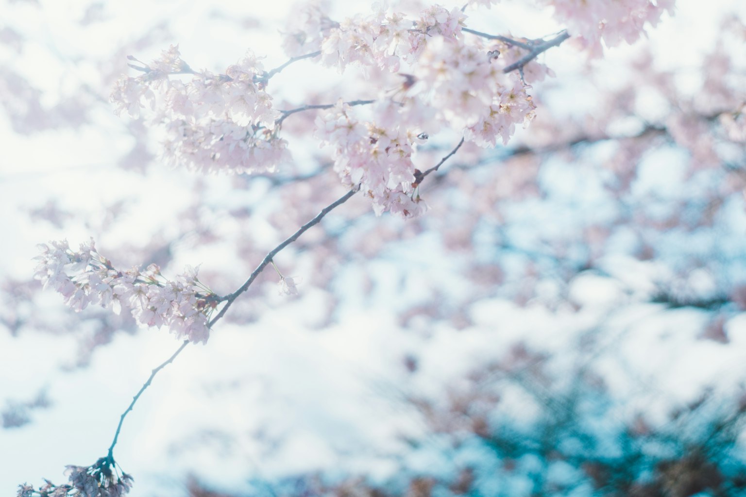 Close-up of delicate cherry blossom branches