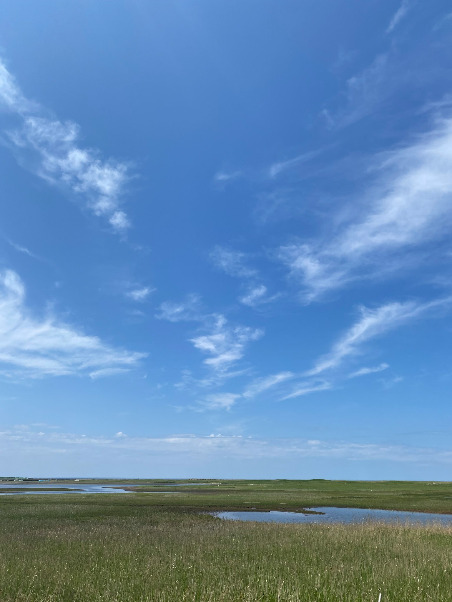 Extensa pradera bajo un cielo azul brillante con nubes delgadas