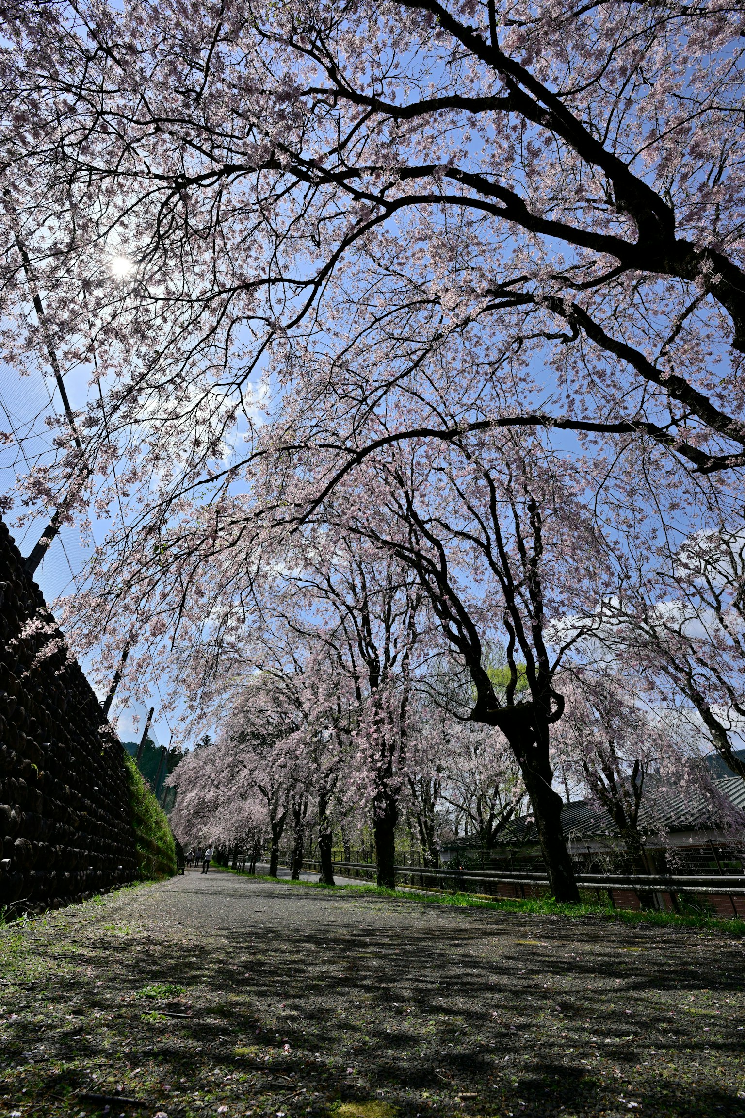 一条风景如画的小路，两旁是盛开的樱花树，蓝天映衬