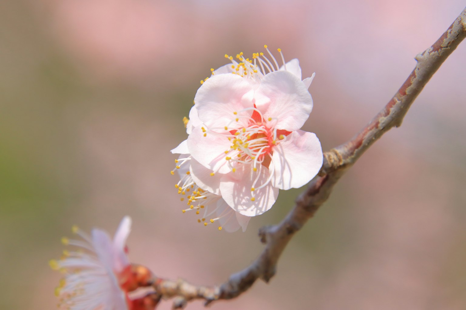 Gros plan d'une fleur rose pâle en fleurs sur une branche