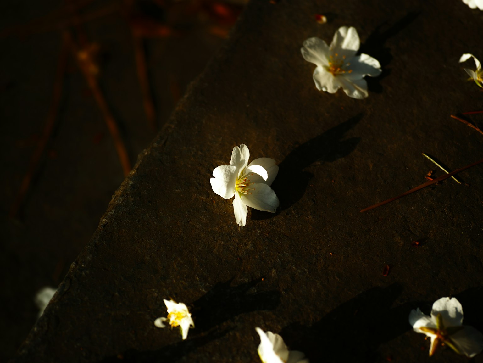 Pétales de fleurs blanches éparpillés sur le sol