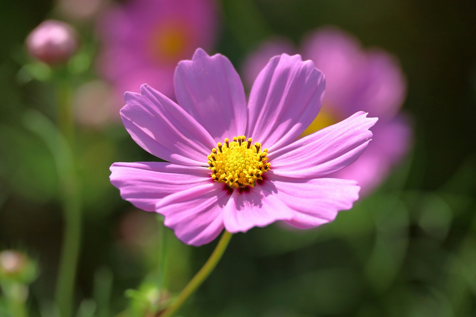 Un bellissimo fiore rosa con centro giallo appartenente alla specie cosmos