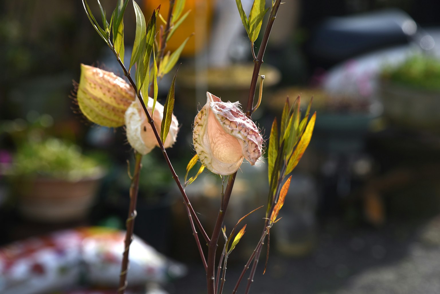 Close-up of a plant with beautiful leaves and flower buds