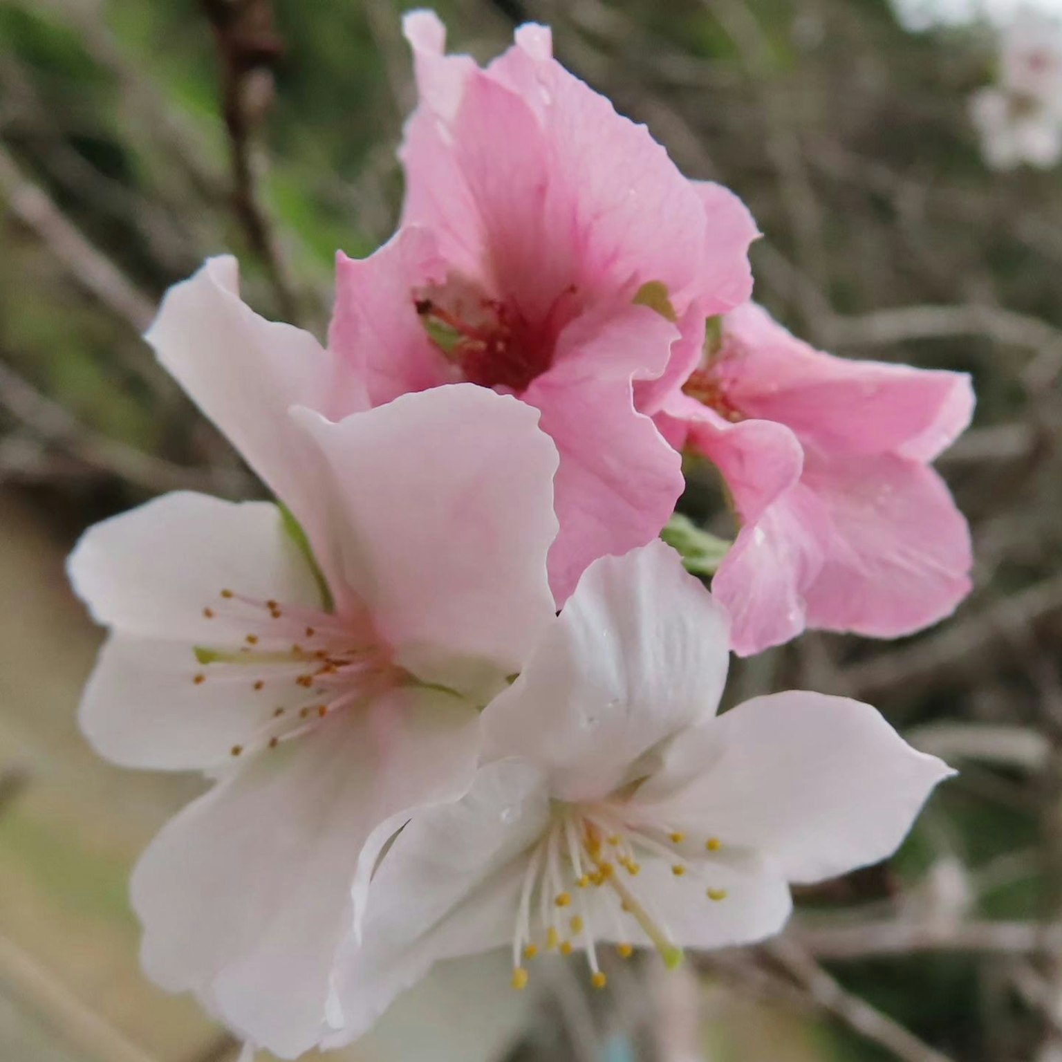 Delicate fiori di ciliegio rosa e bianchi in fiore