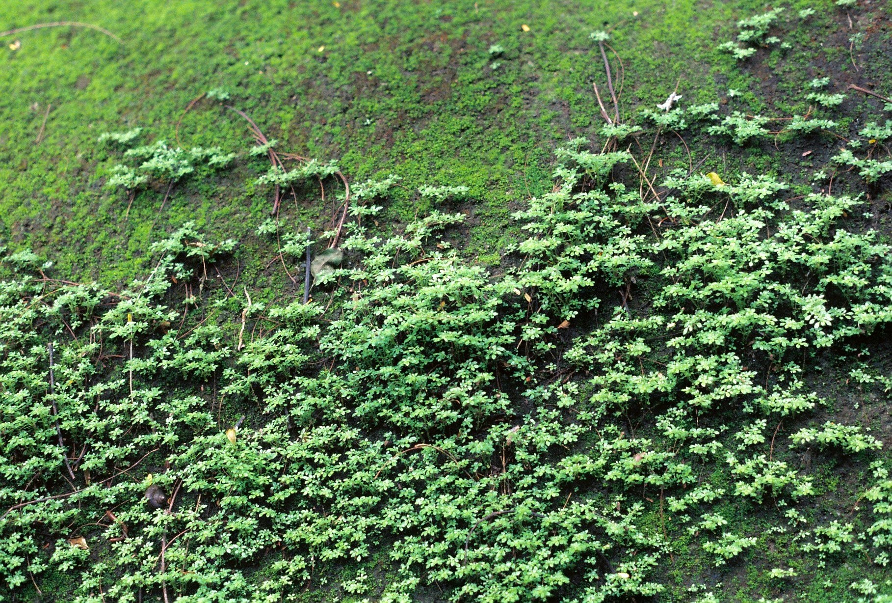 緑の苔と低木が覆う斜面の自然の壁