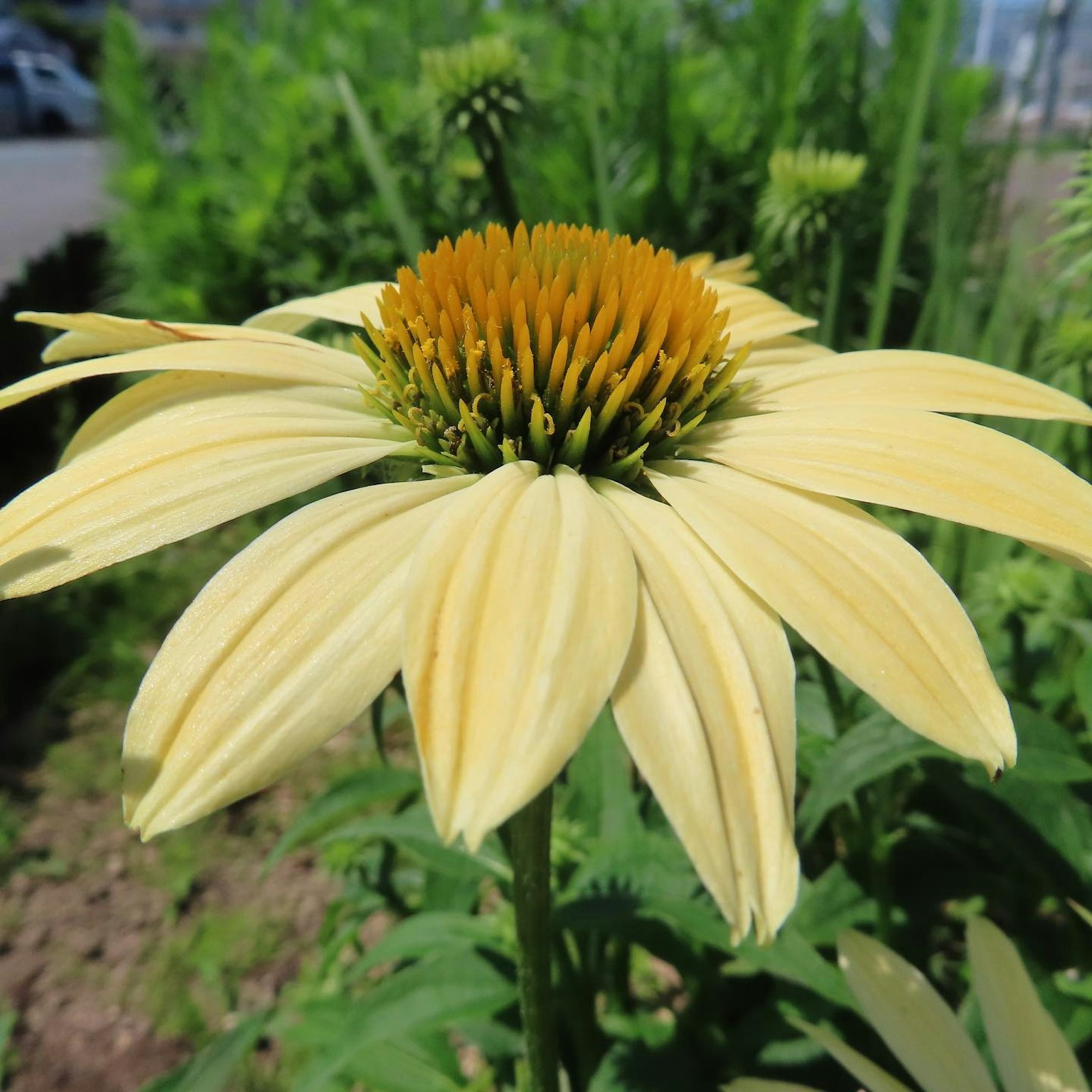 Primo piano di un fiore di echinacea giallo con un centro spinoso