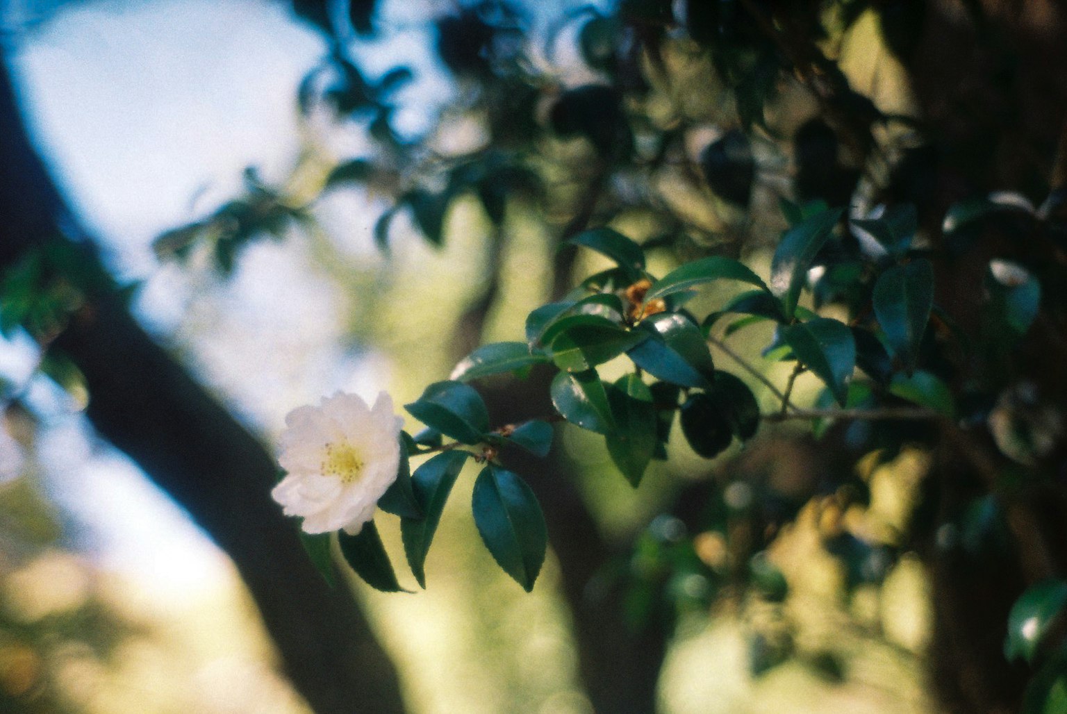Gros plan d'une branche avec une fleur blanche et des feuilles vertes