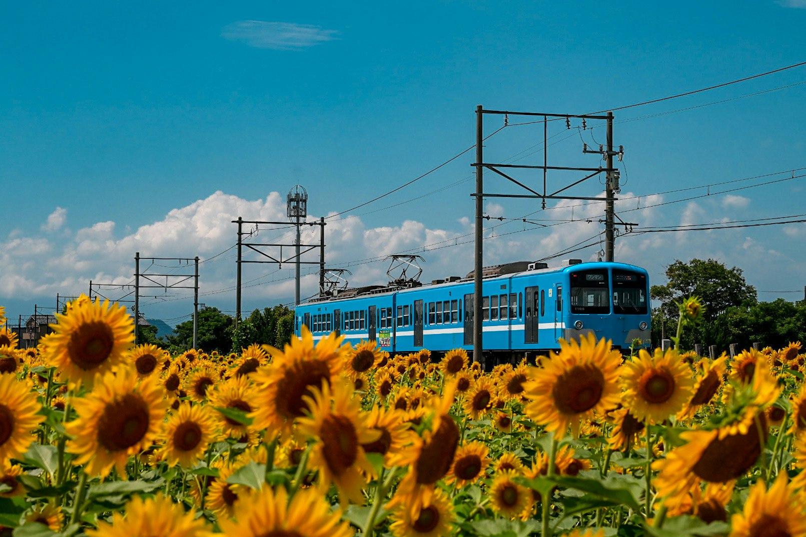 ひまわり畑を走る青い電車のある風景