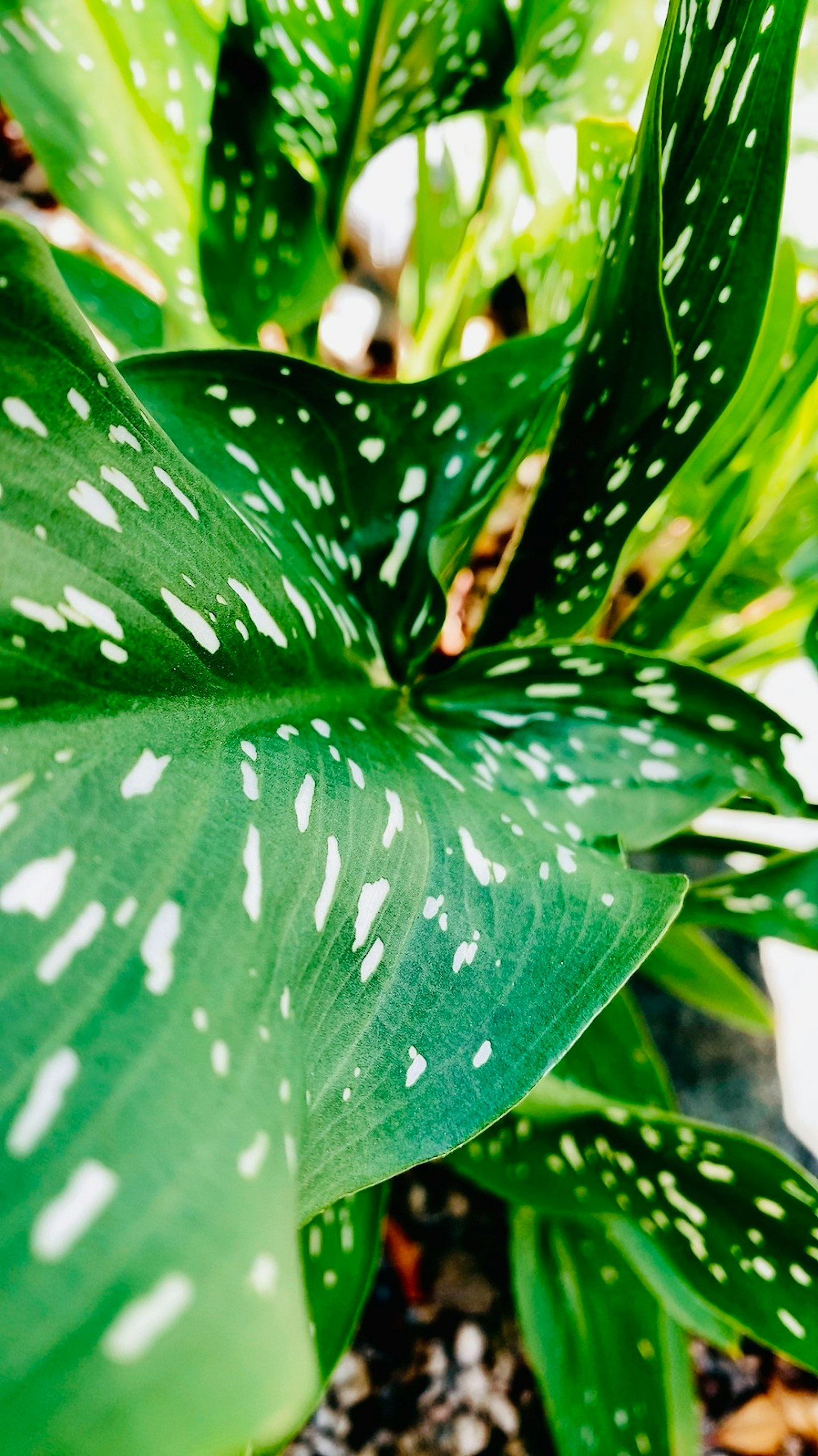 Primer plano de una planta verde con hojas moteadas de blanco