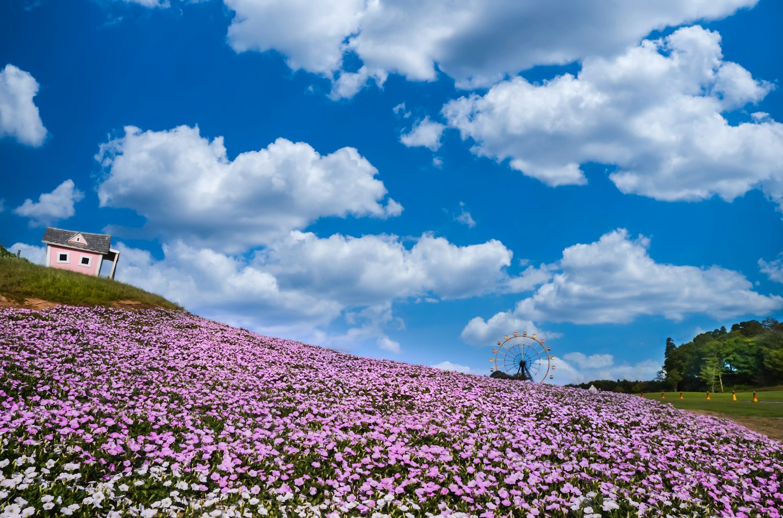 Un champ de fleurs roses sur une colline sous un ciel bleu avec des nuages blancs et une petite maison