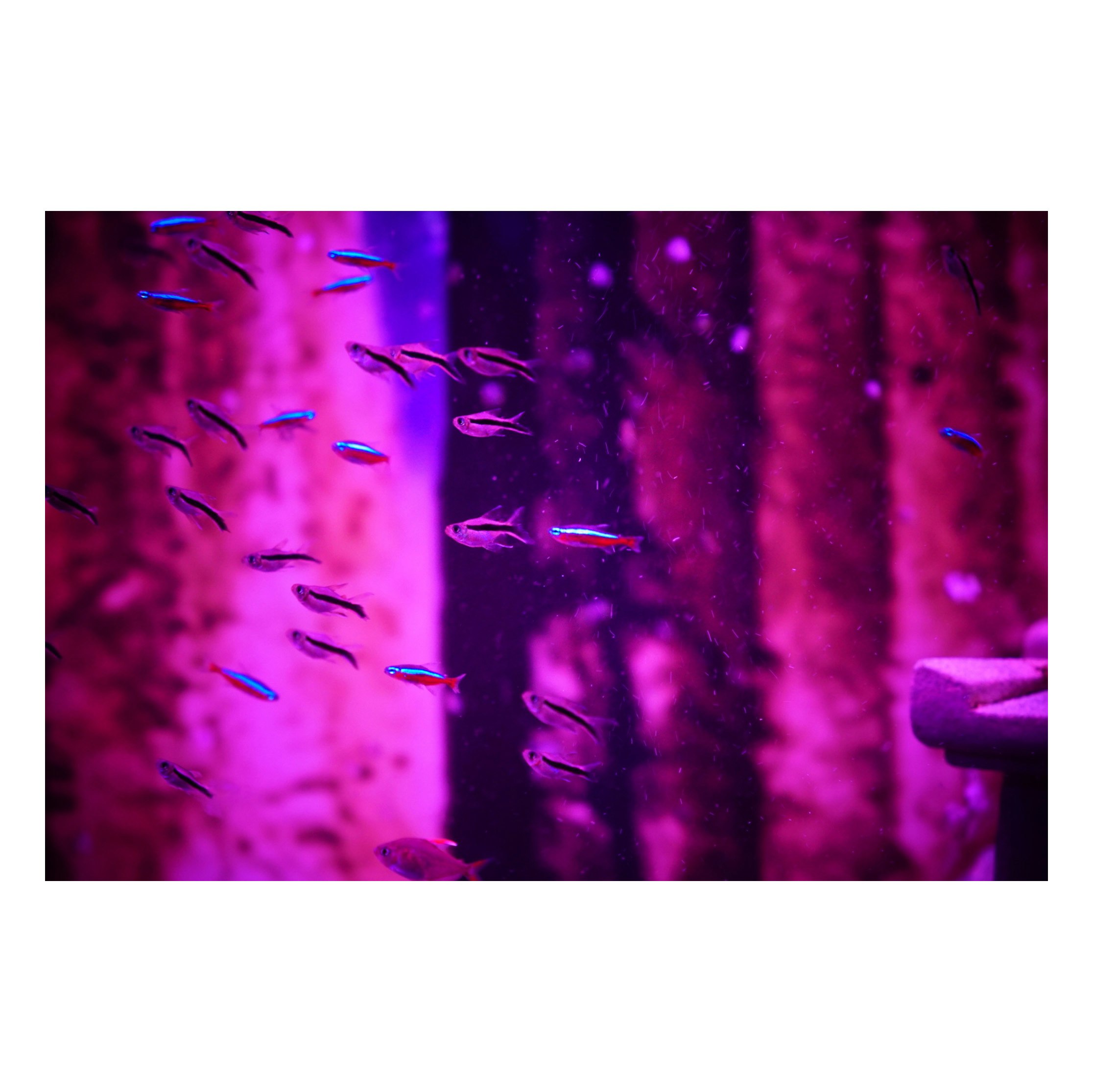 Un cardumen de peces nadando bajo una luz morada