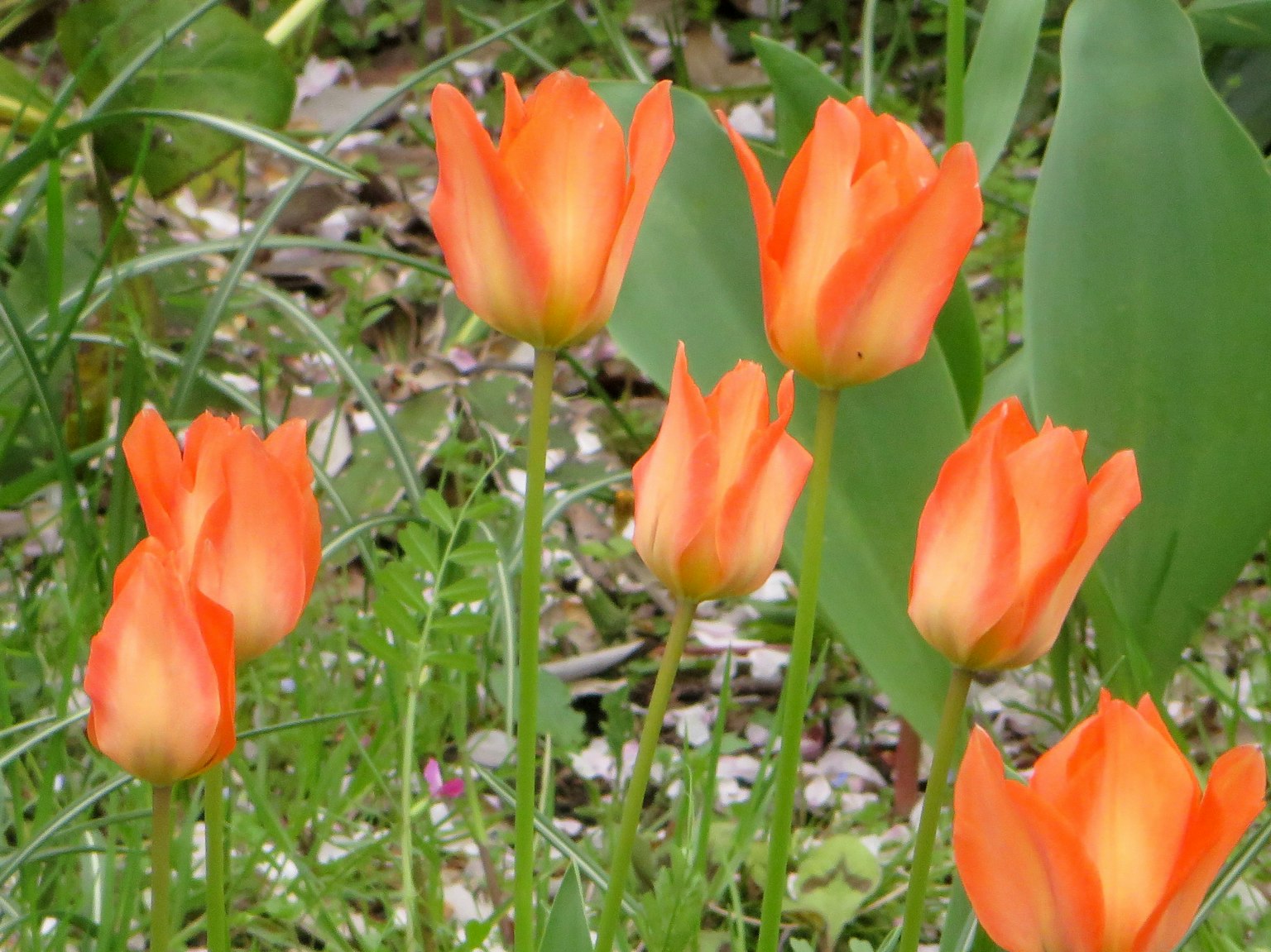Hoa tulip màu cam rực rỡ nở giữa cỏ xanh