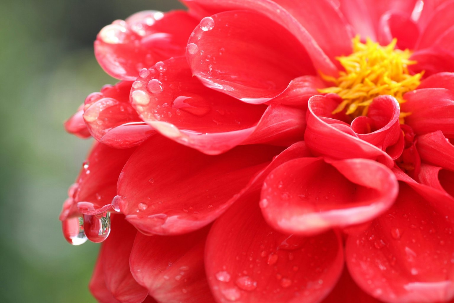 Gros plan d'un pétale de fleur rouge avec des gouttes d'eau