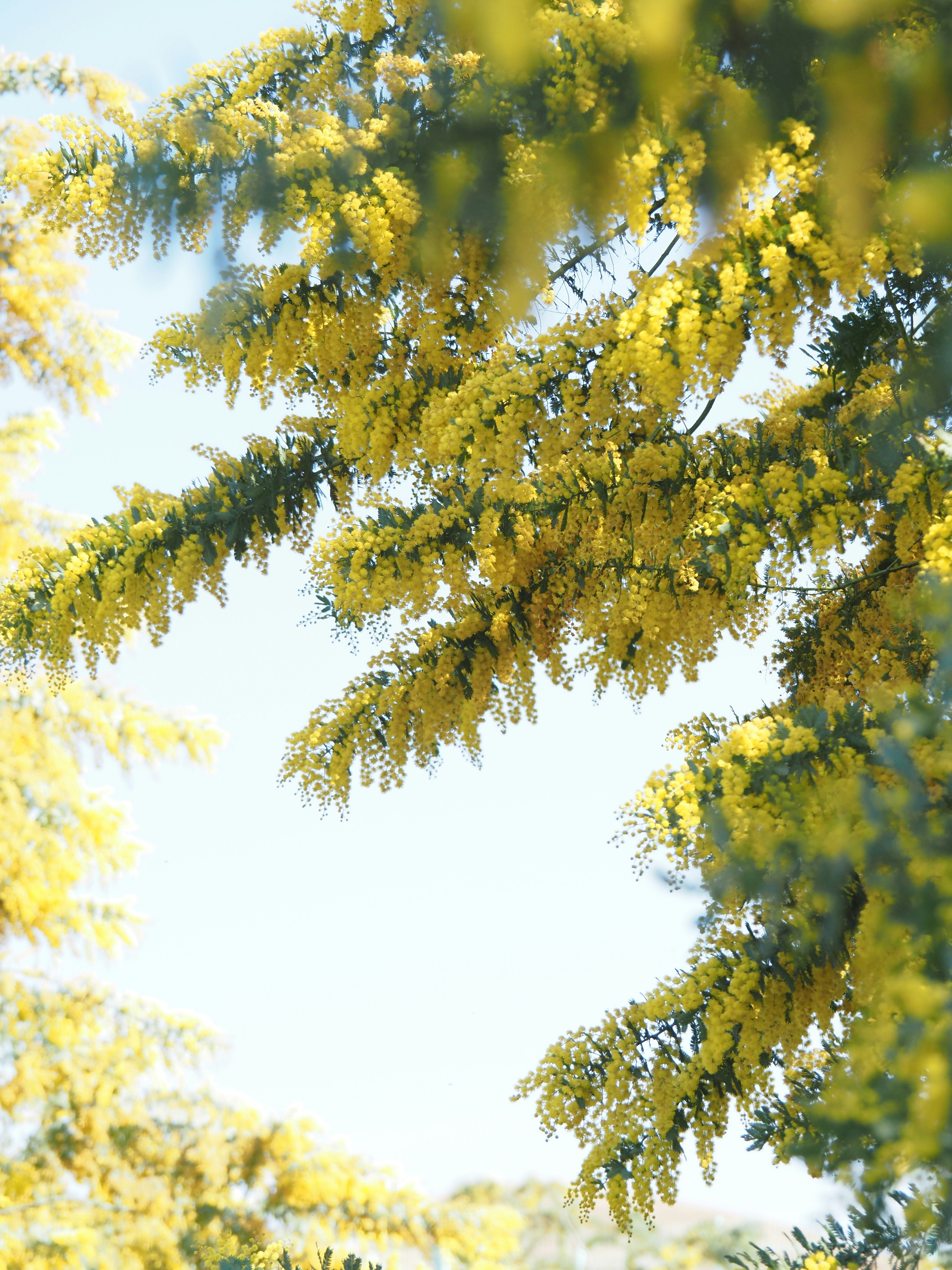 ミモザの花が咲く春の空に広がる枝先