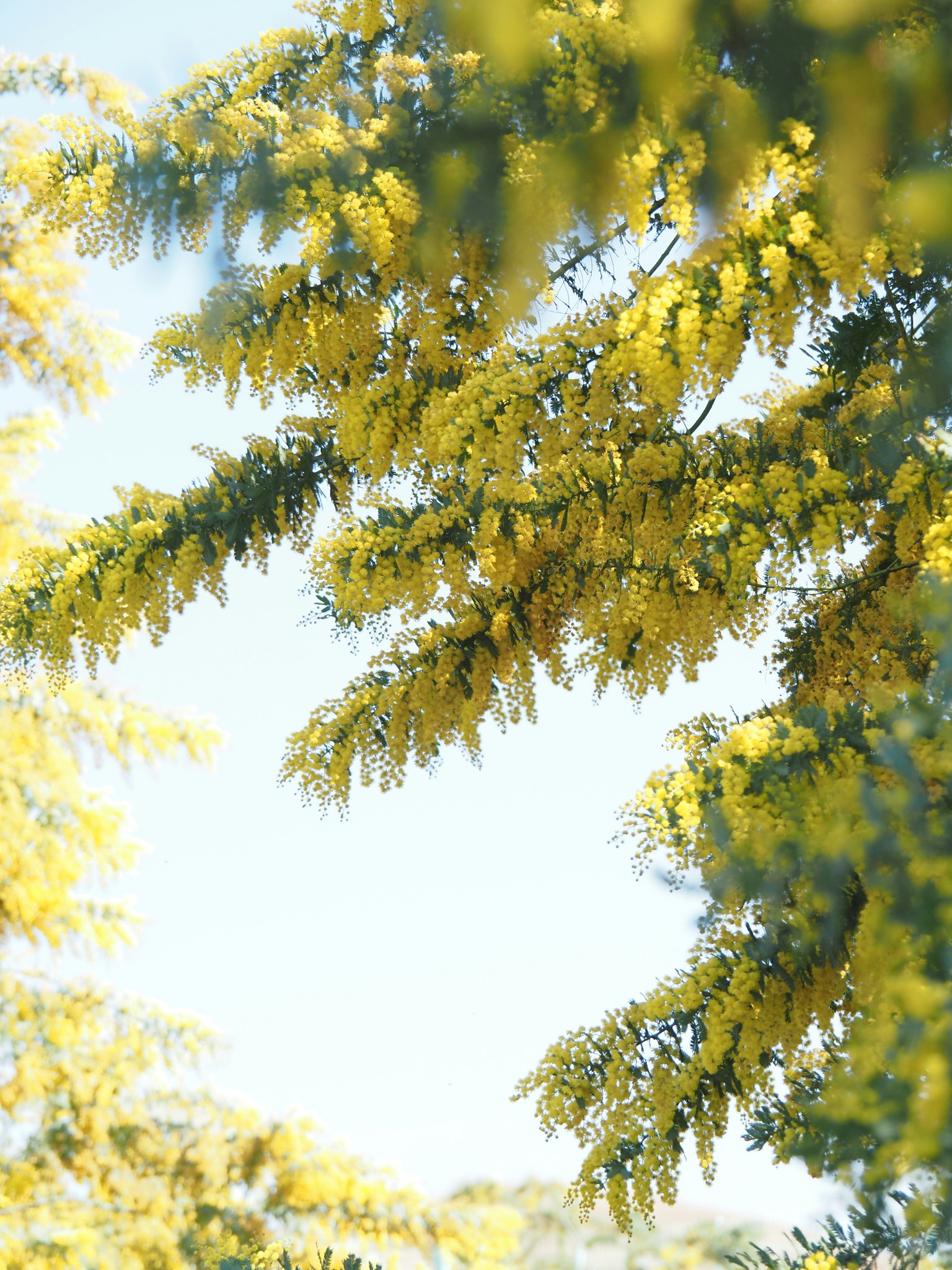 Close-up of tree branches with yellow flowers