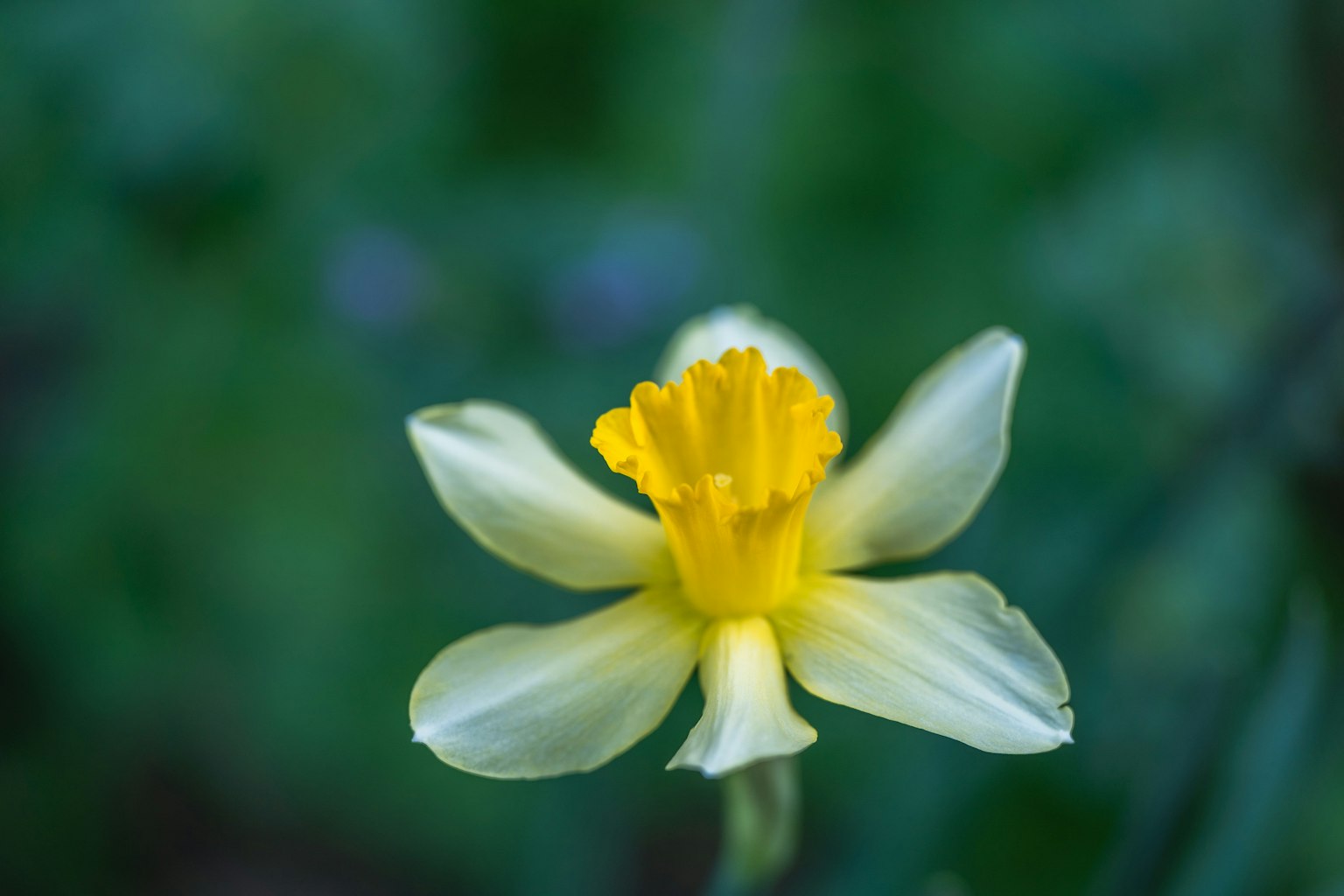 Fiore giallo chiaro con un centro giallo brillante su sfondo verde