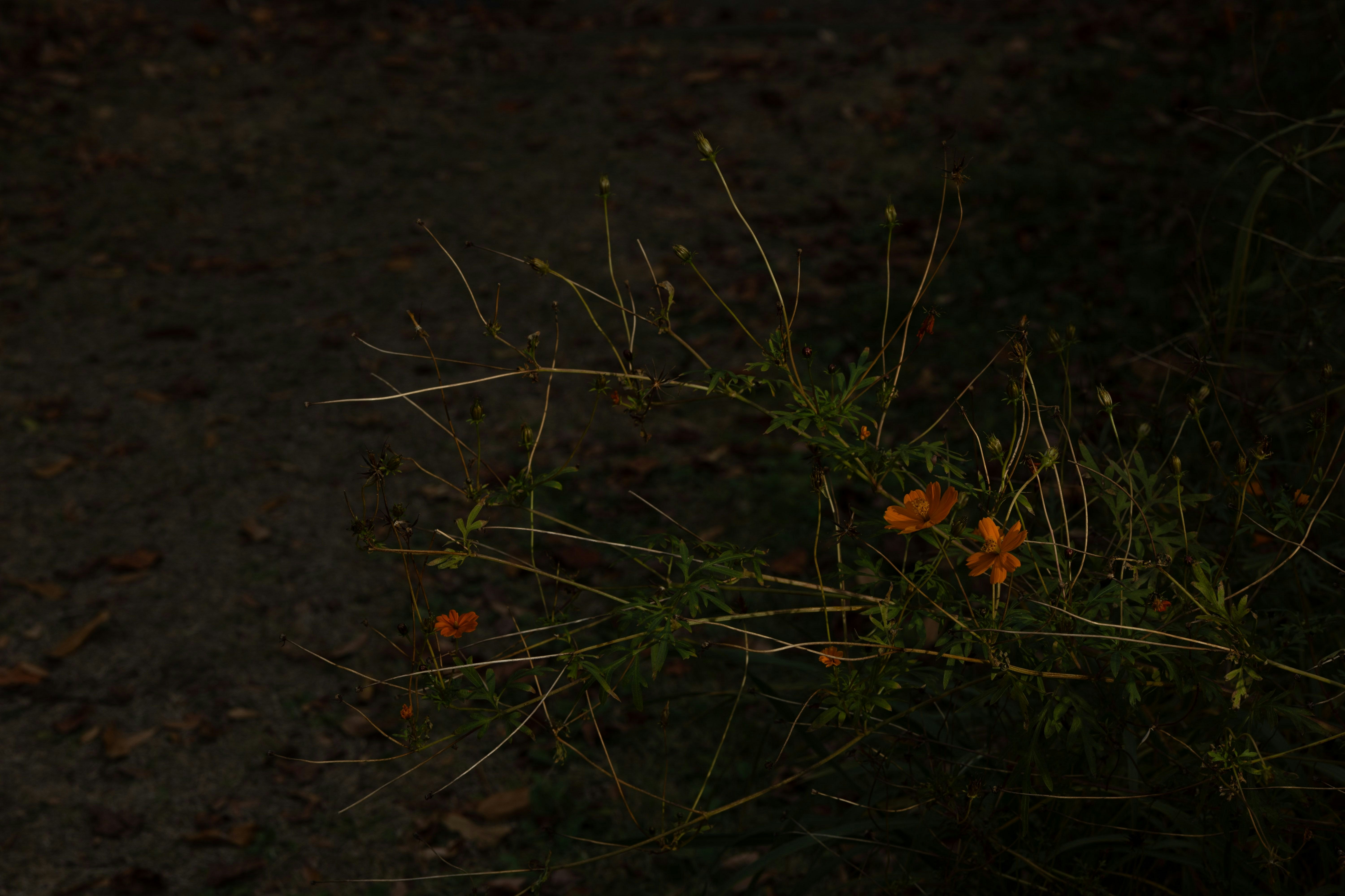 kleine Blumen und Gras auf dunkler Erde