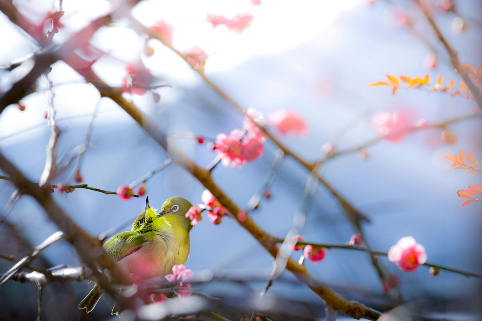ภาพสวยของนกสีเขียวท่ามกลางดอกซากุระ