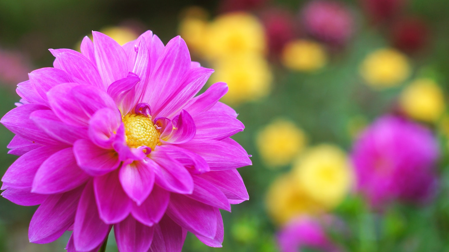 Flor rosa vibrante con flores amarillas de fondo en un jardín