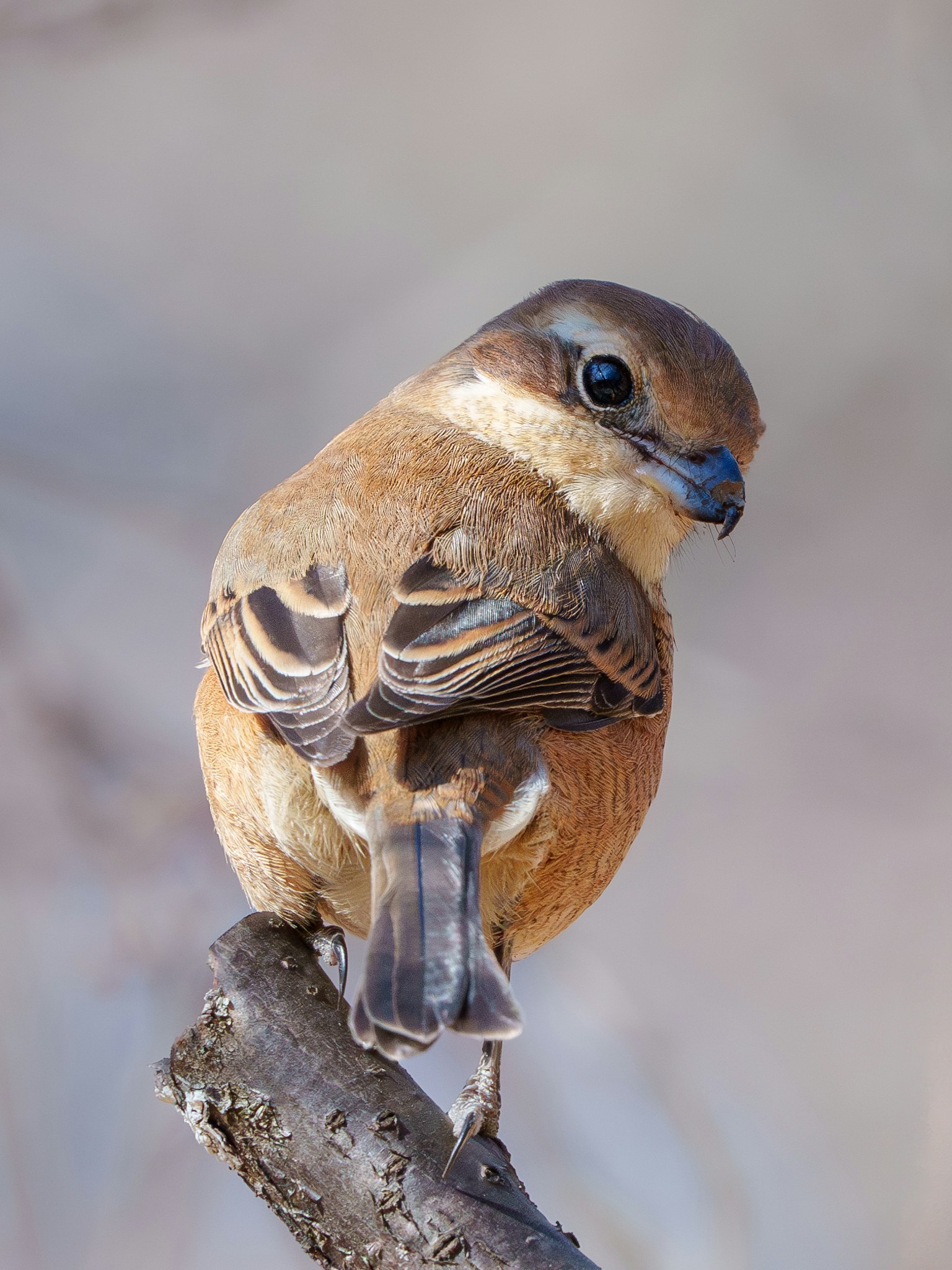 Un pequeño pájaro con plumas marrones posado en una rama