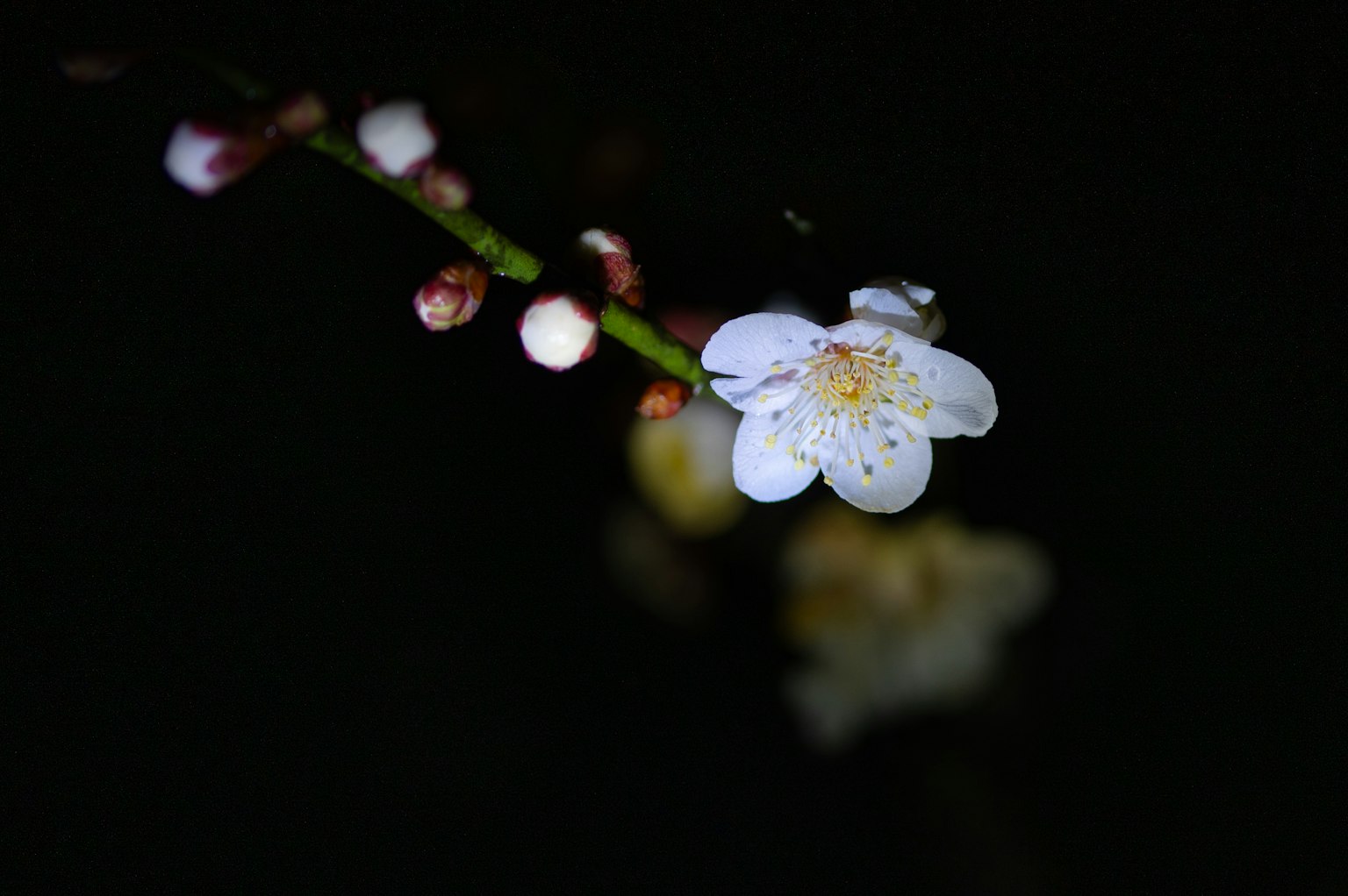 Una rama con una flor blanca y botones sobre un fondo oscuro