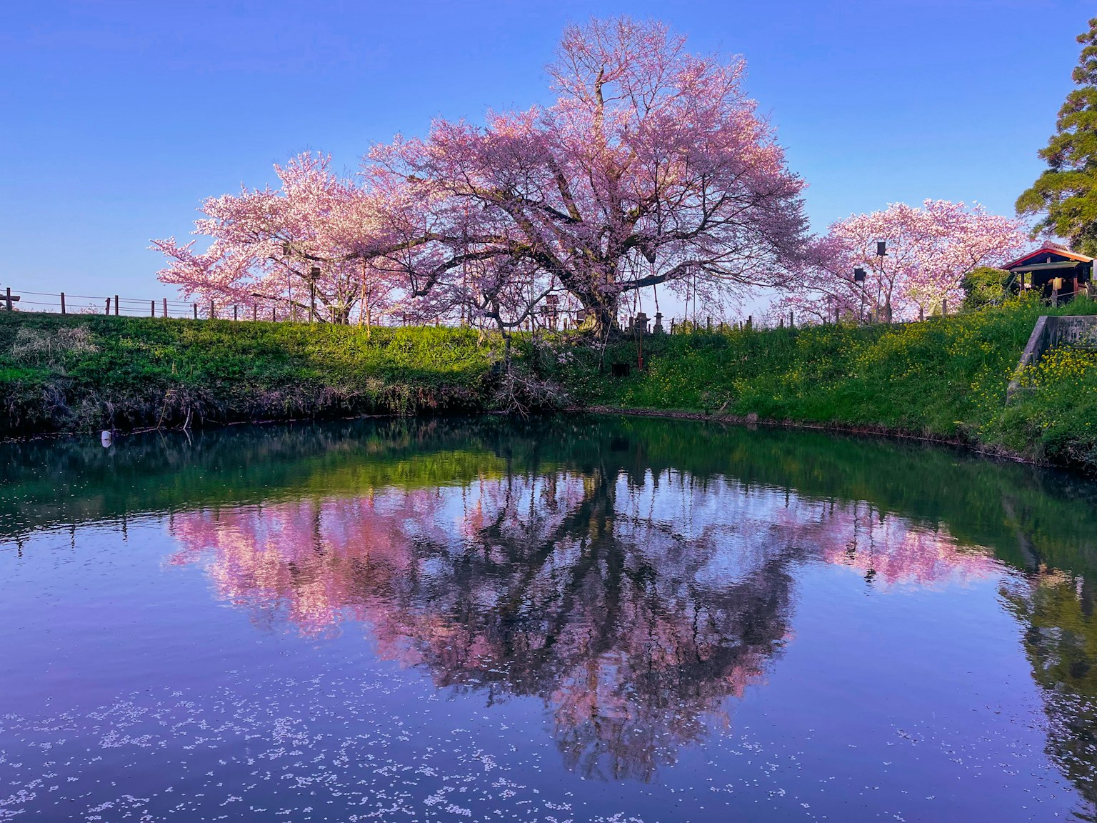 Bellissimo albero di ciliegio riflesso nell'acqua calma di uno stagno in primavera