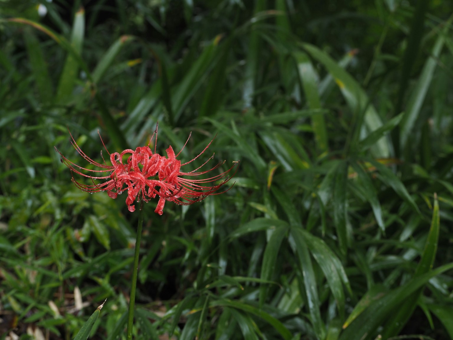A red flower blooming among green leaves