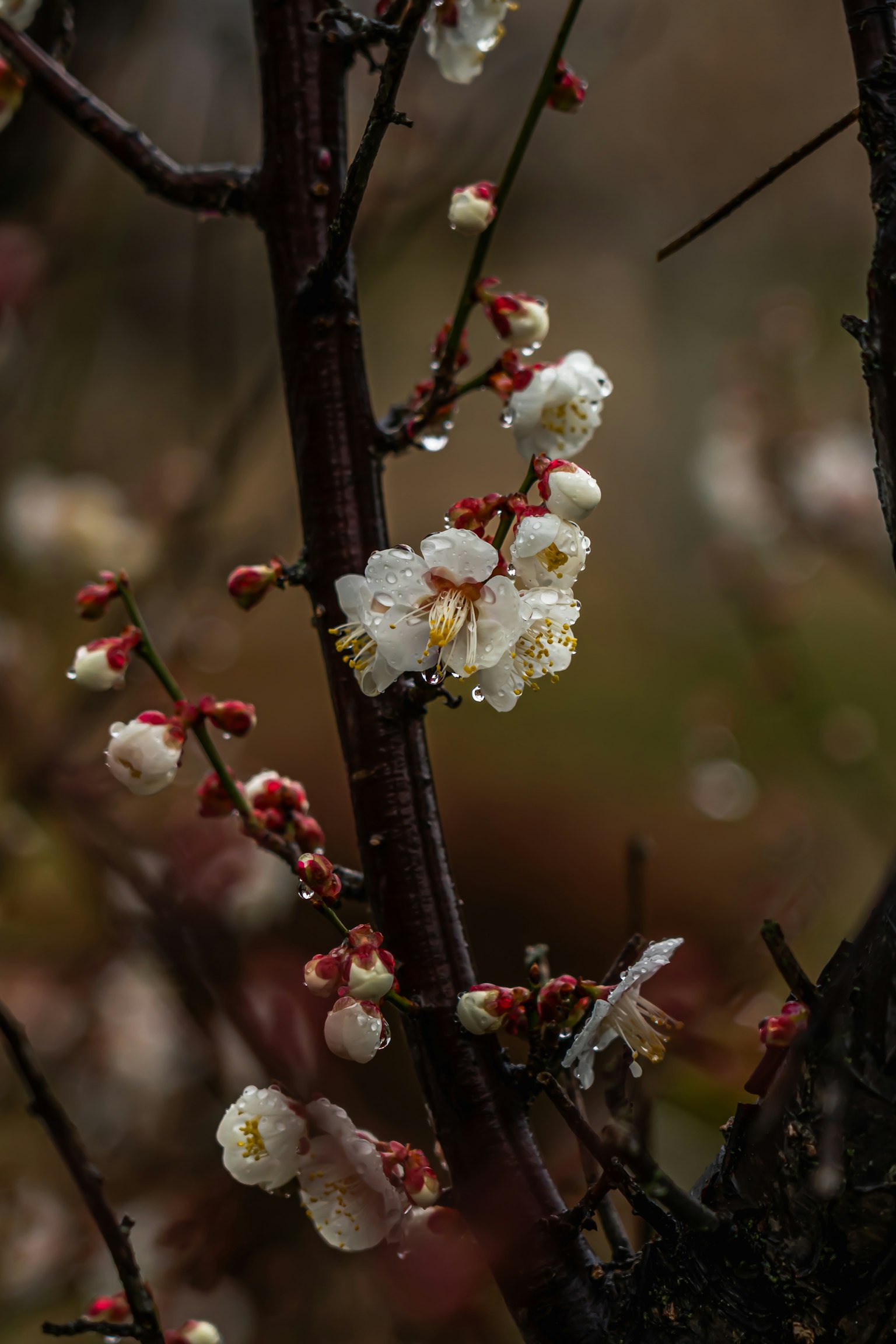 雨中湿润的梅花树枝，开着白色花朵和花苞