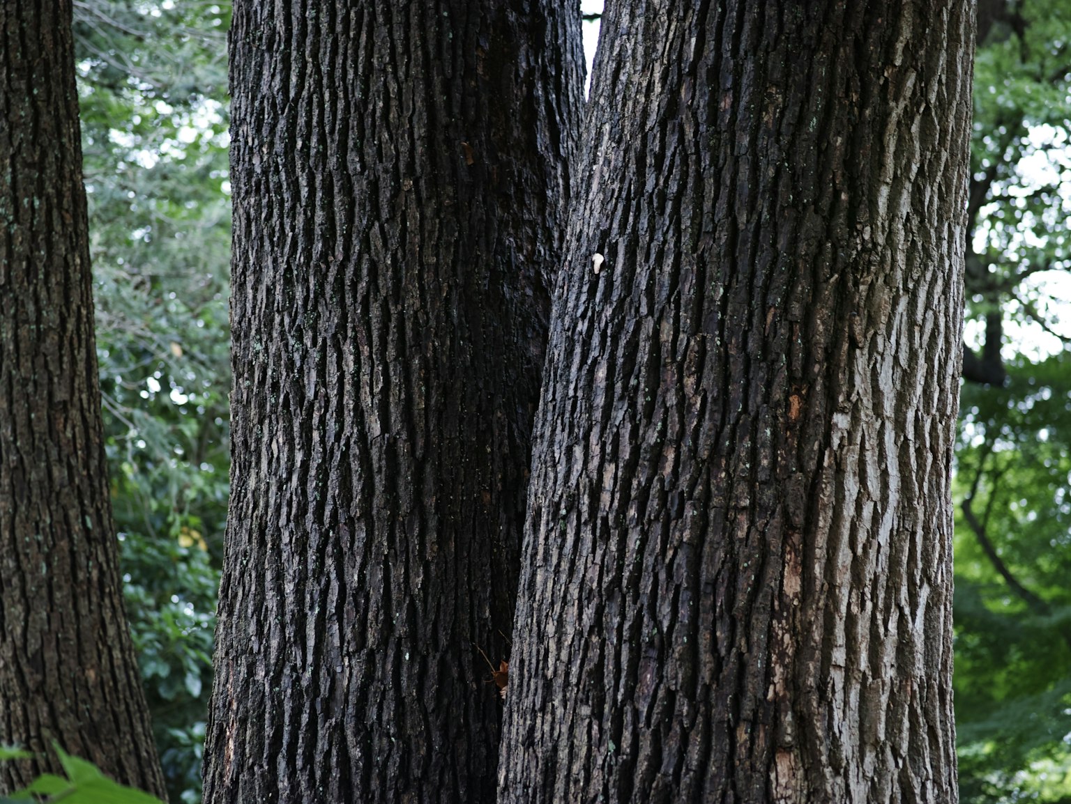 Primo piano di tronchi d'albero sovrapposti con texture della corteccia prominente