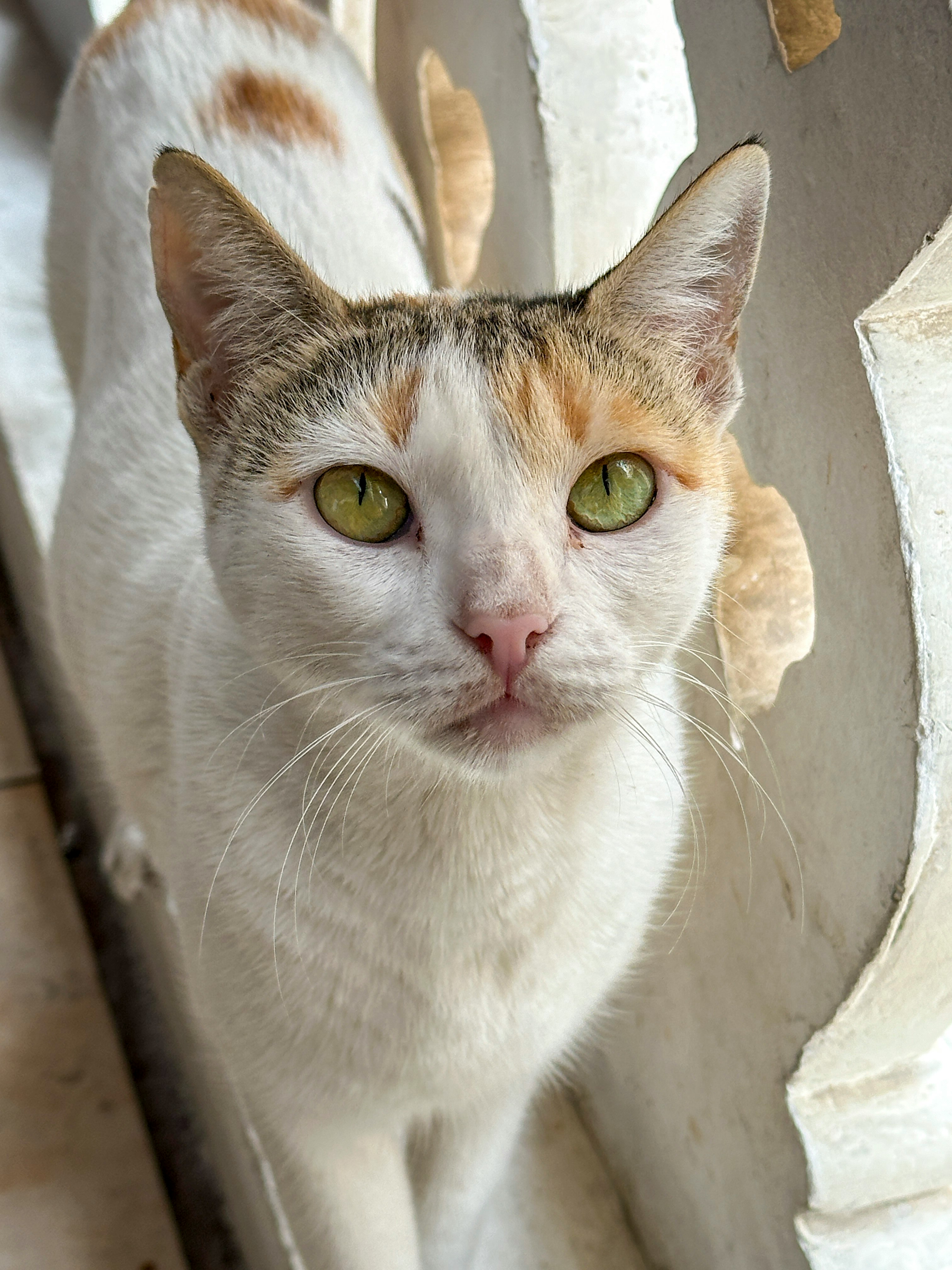 段ボールの中で目を見開く野良猫