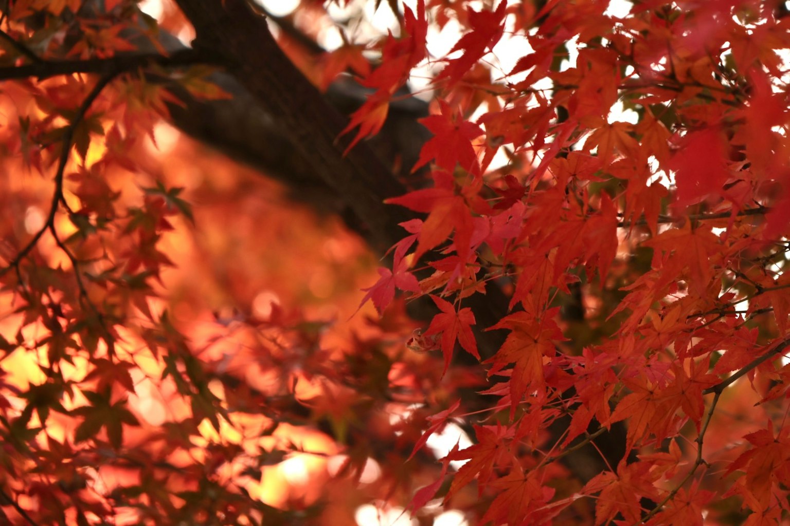 Close-up of vibrant red maple leaves on a tree branch