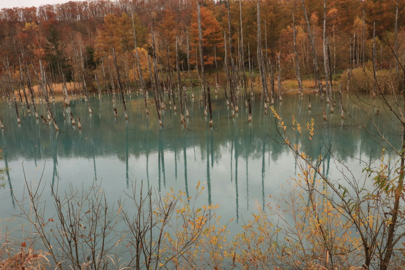 Autumn trees reflected on a tranquil lake