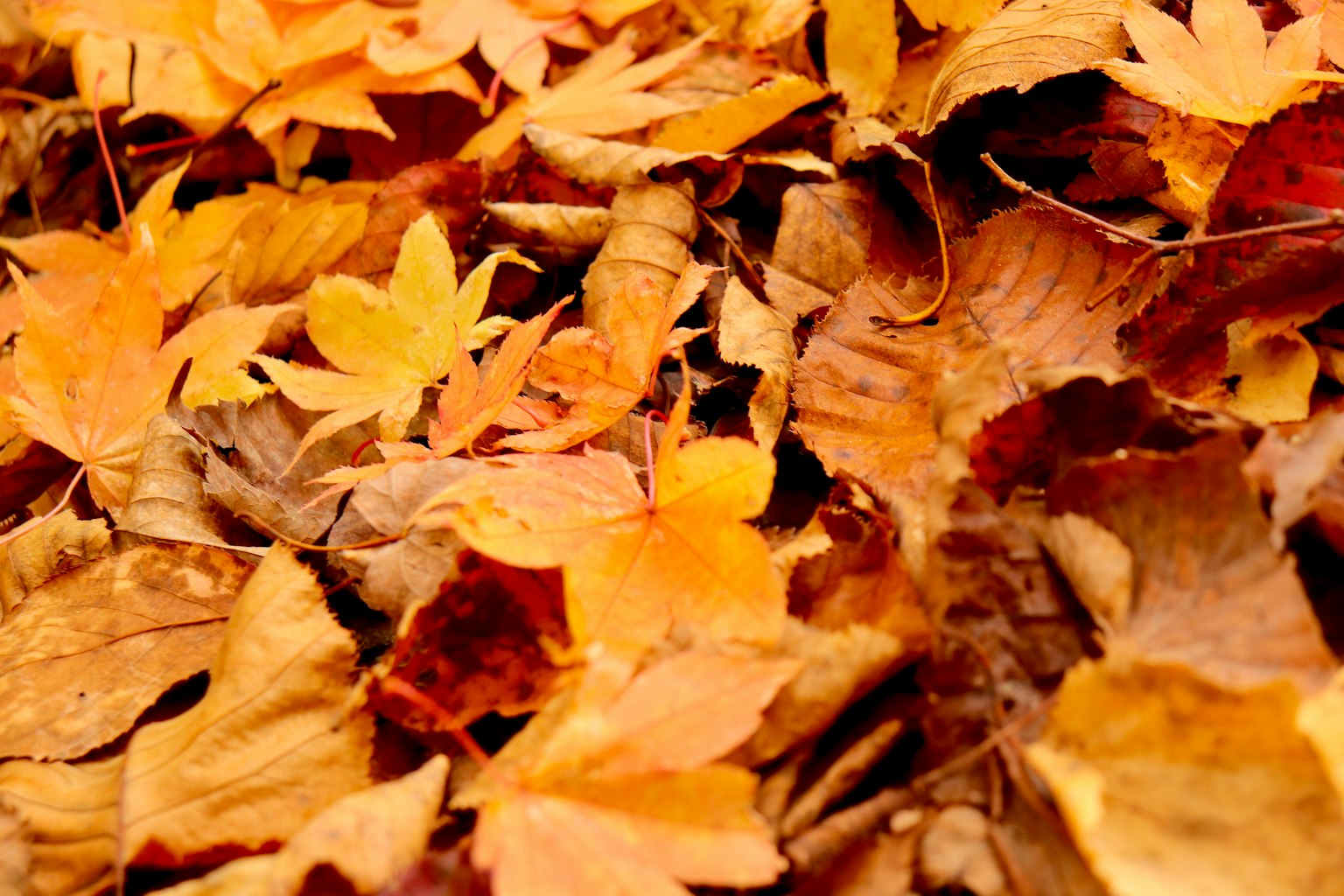 Ein Teppich aus bunten Herbstblättern, der den Boden bedeckt