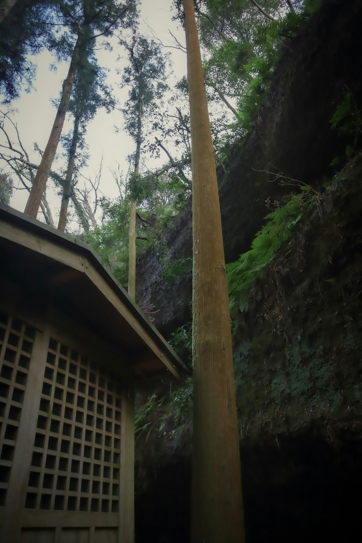 De grands arbres bordant une vue sur le canyon avec une structure en bois