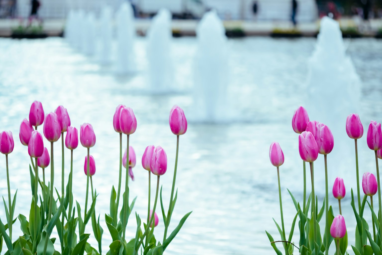 Tulipanes rosas floreciendo junto a una fuente