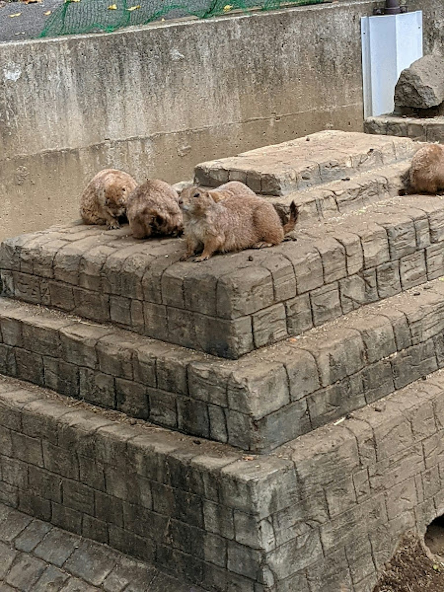 Several animals resting on a stone structure