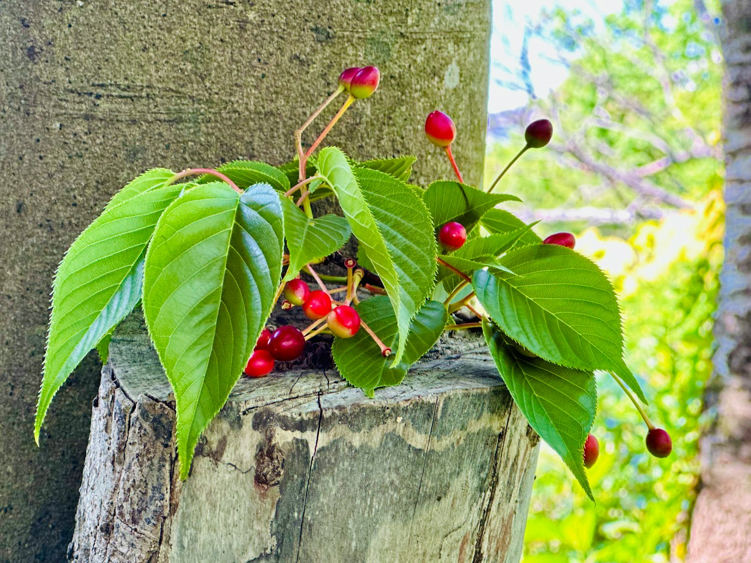 Green leaves and red berries on a tree trunk