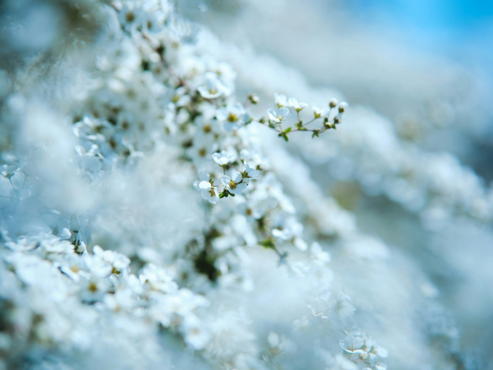 雪柳の花がふわりと咲くボケ背景