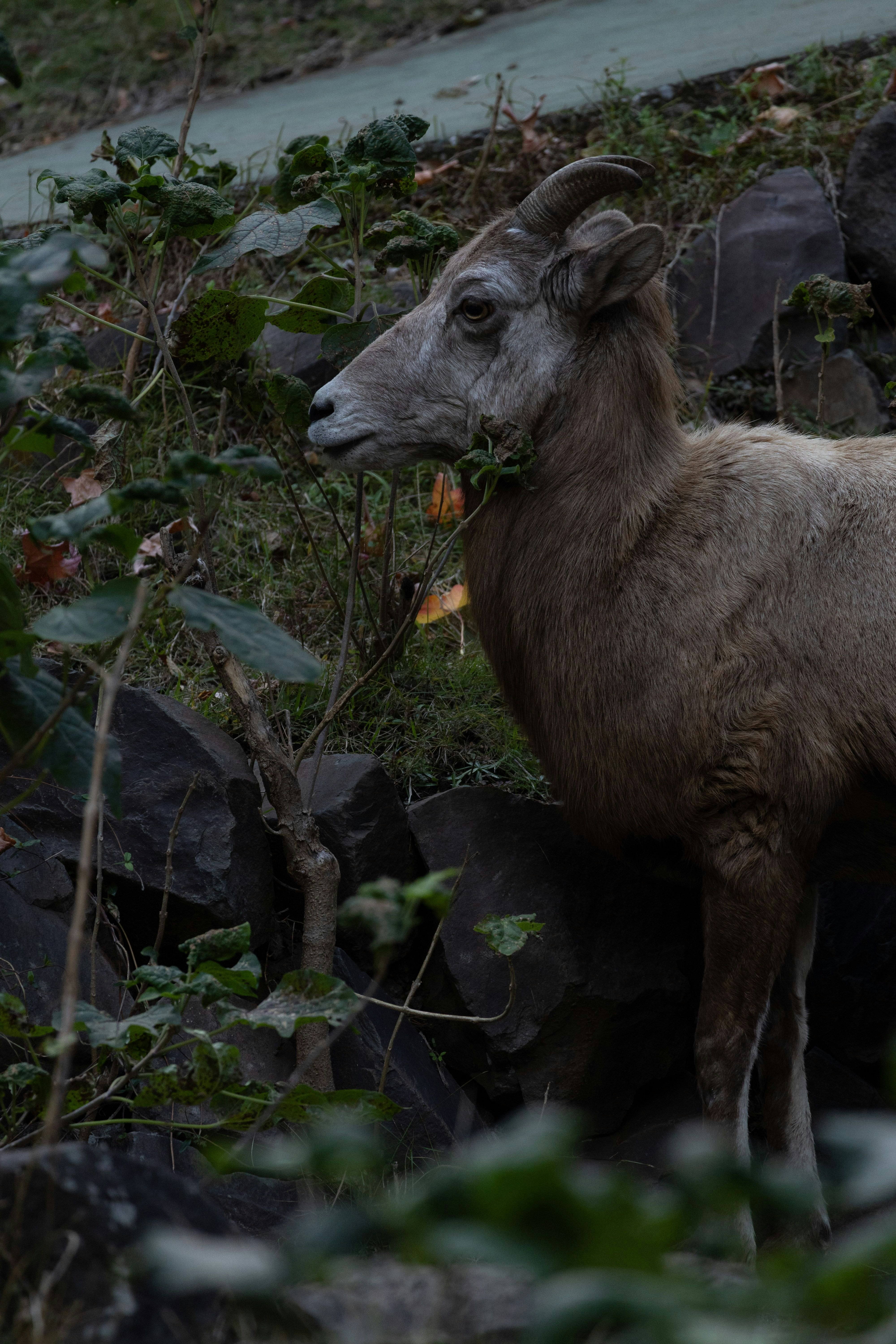 草むらに佇む野生のヤギの横顔