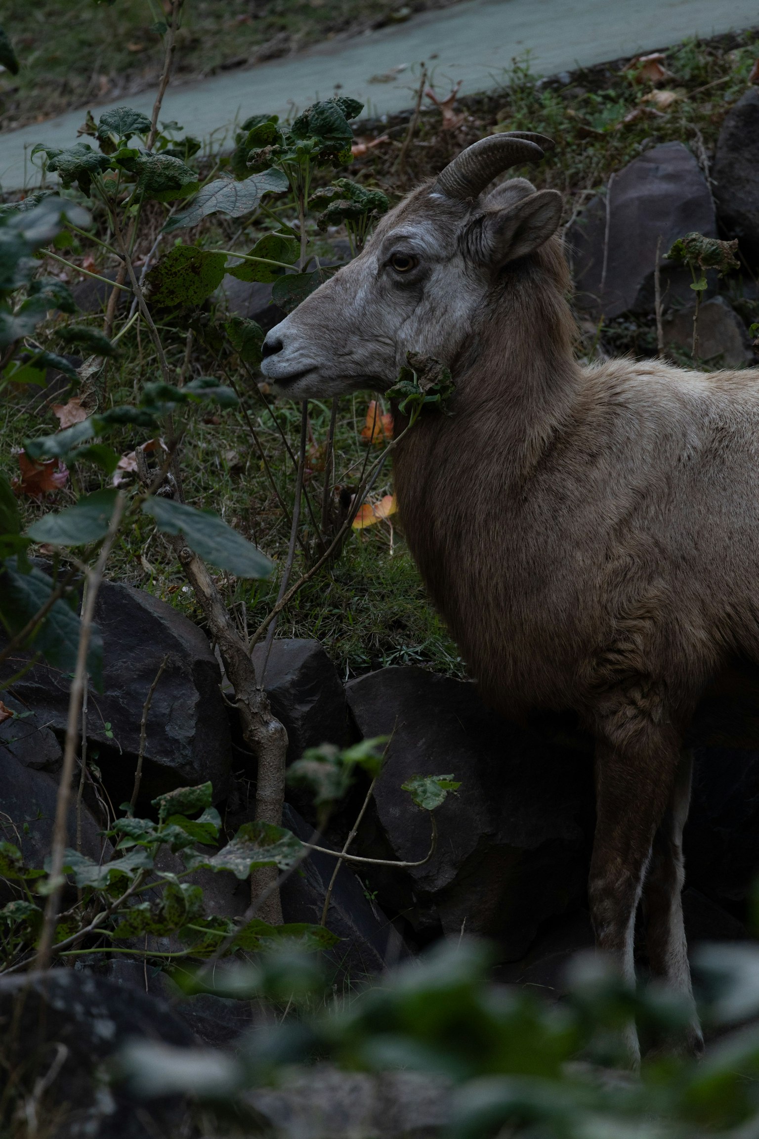 Un animale simile a una pecora in piedi tra le rocce circondato da foglie verdi