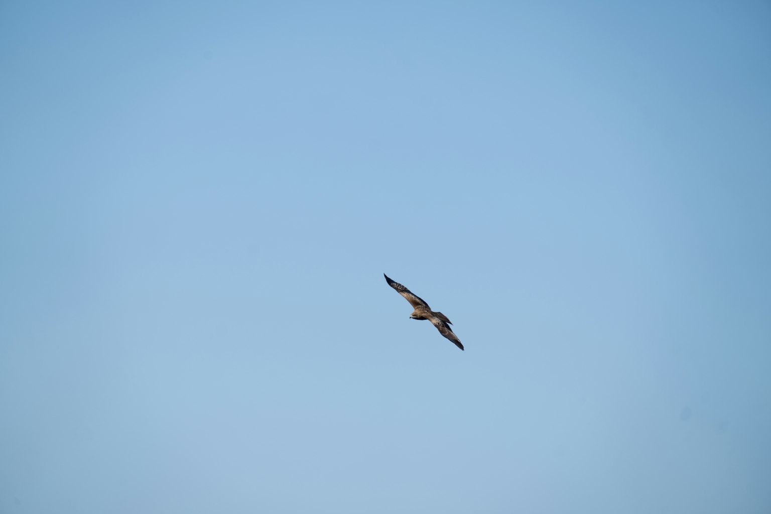 Silhouette of a hawk flying against a blue sky