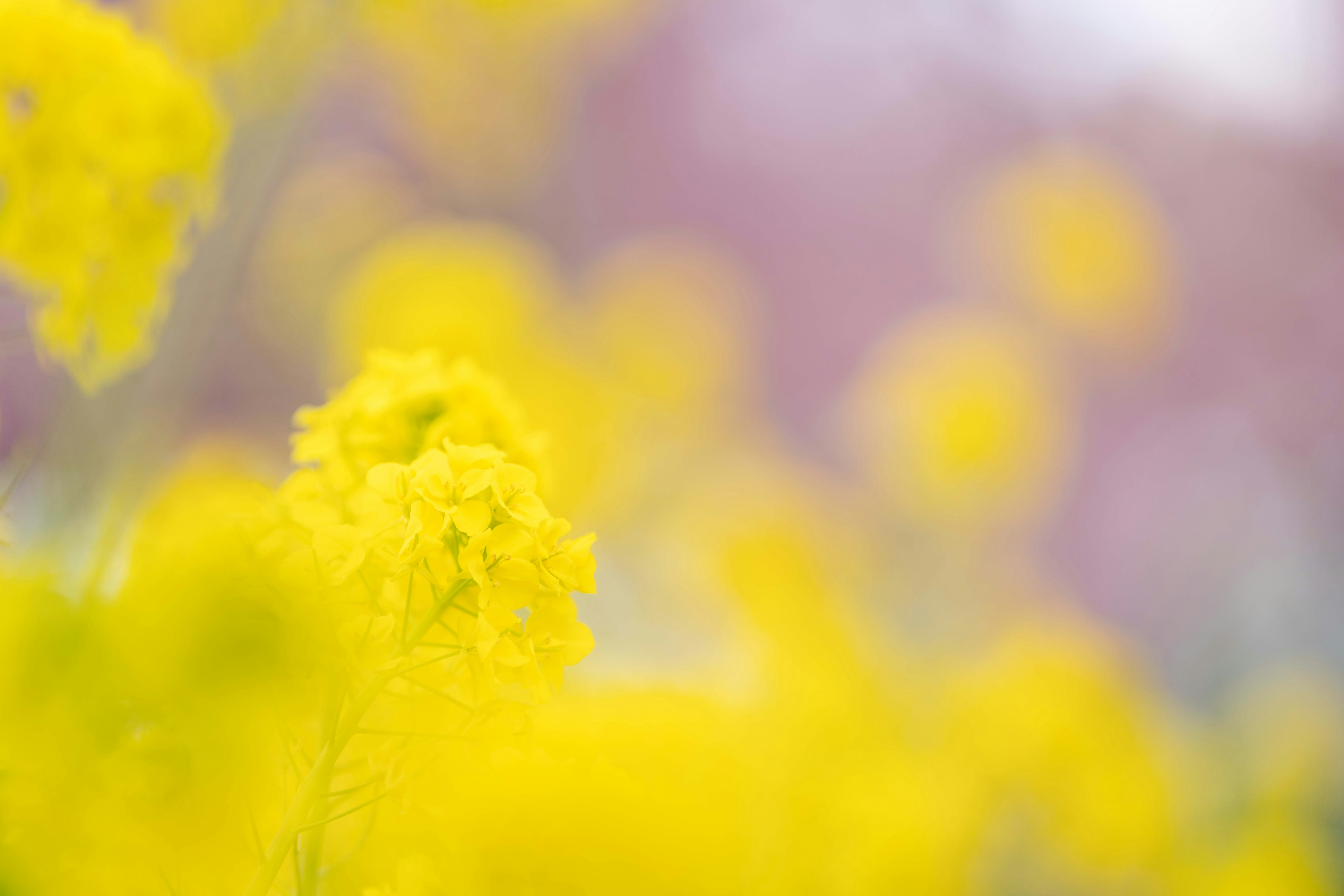Spring landscape of blooming yellow rapeseed flowers in a field, softly blurred