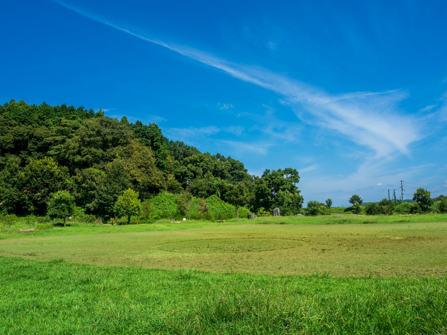 Paysage avec un ciel bleu et une prairie verte avec un arrière-plan boisé